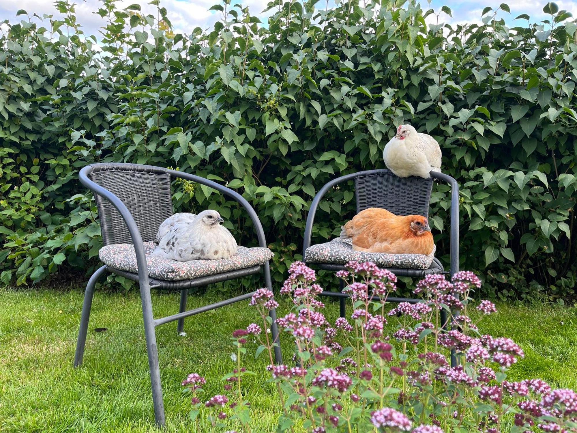 Lavendeltorpet Bed & Breakfast Haggum Dış mekan fotoğraf